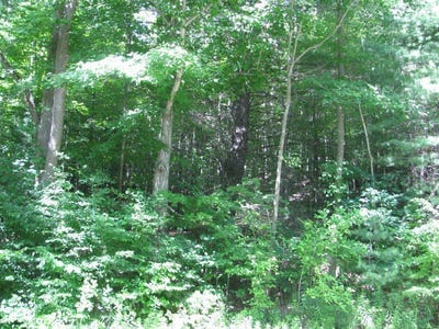/international/us/62054-state-route-415-cohocton-ny-110105367925/