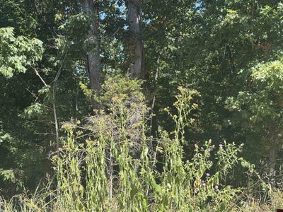 /international/us/wick-road-lot-198-201-briarcliff-ar-110109901106/