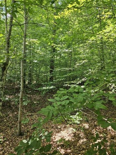 /international/us/000-hites-creek-middleburg-ky-110100620906/