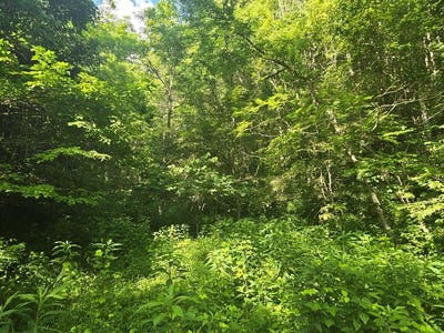 /international/us/tbd-dryfork-road-north-tazewell-va-110100691578/?lang=zh-tw