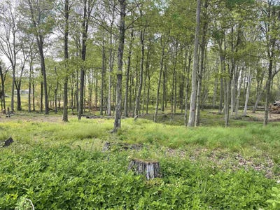 /international/us/west-street-reedsville-wv-110099977673/