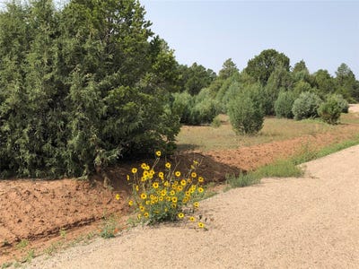 /international/us/silver-feather-trail-pecos-nm-110108090229/