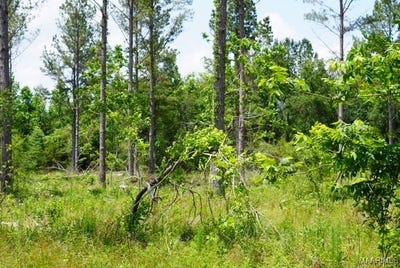 /international/us/0-pineapple-highway-forest-home-al-110099764942/