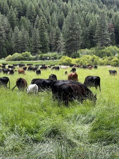 /international/us/usfs-36-road-mount-vernon-or-110101491186/