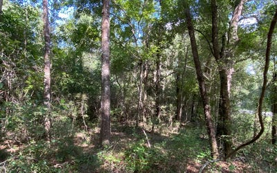 /international/us/live-oak-fl-110077552069/