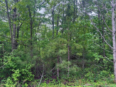 /international/us/ponderosa-circle-lot-60-presque-isle-mi-110097595307/