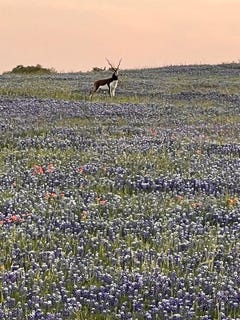 /international/us/2265-county-road-106-purmela-tx-110099388027/