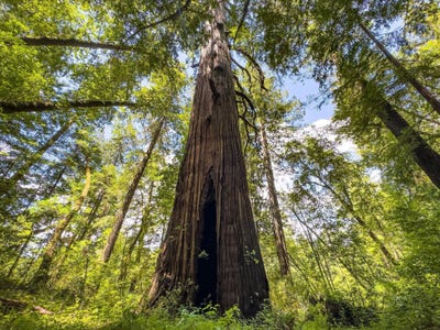 /international/us/1122-sprowel-creek-road-garberville-ca-110108471205/