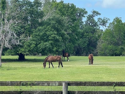 /international/us/tbd-w-highway-329-reddick-fl-110096715371/
