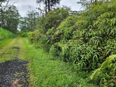 /international/us/maui-rd-pahoa-hi-110101264064/?lang=zh-tw