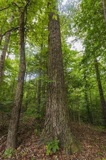 /international/us/59-61-acres-county-road-51-greensboro-al-110108233102/