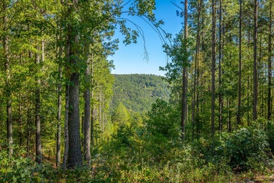 /international/us/split-rail-way-lot-1372-guild-tn-110120043166/
