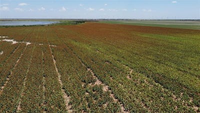 /international/us/359-acres-cr-164-no-city-tx-110099161043/