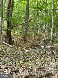 /international/us/lot-7-foxes-hollow-rd-romney-wv-110098040248/?lang=zh-cn