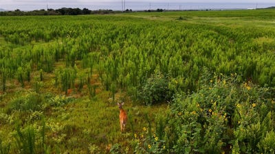 /international/us/hwy-287-quanah-tx-110108715111/