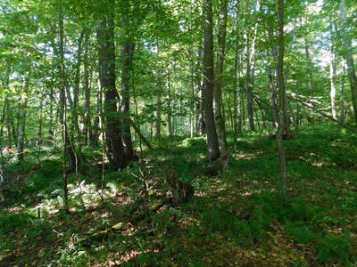 /international/us/cherry-wood-lane-lot-7-terra-alta-wv-110080003074/