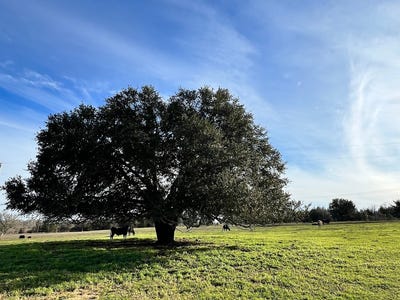 /international/us/9785-oil-field-road-brenham-tx-110089759470/?lang=zh-cn