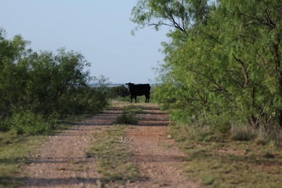 /international/us/texas-92-hamlin-tx-110108499641/