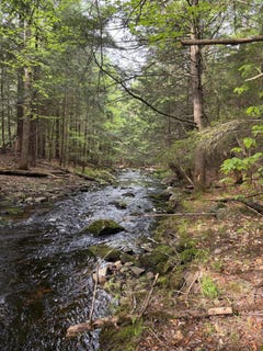 /international/us/4-bog-brook-loop-west-paris-me-110107400698/