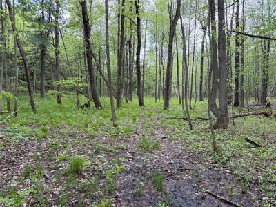 /international/us/slew-road-south-dayton-ny-110108357147/