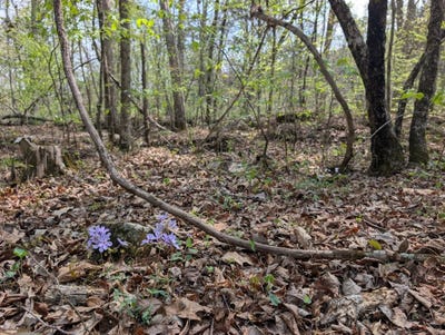 /international/us/0-valley-trail-warrior-al-110107656852/