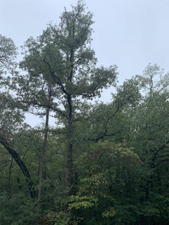 /international/us/209-starleaf-lane-holly-lake-ranch-tx-110110407693/