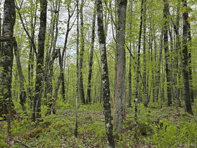 /international/us/tbd-lot-37-yellow-road-nisula-mi-110109794875/