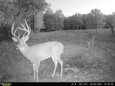 /international/us/0-liv-403-mooresville-mo-110099717616/