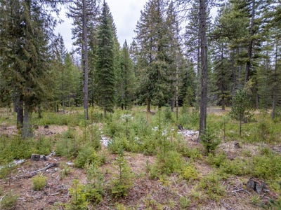 /international/us/forest-road-troy-mt-110105933542/