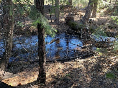 /international/us/princess-pine-place-lot-34-shingletown-ca-110105851717/