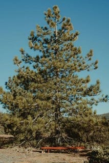 /international/us/6-7-joines-alturas-ca-110107833372/