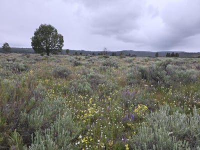 /international/us/tableland-road-sprague-river-or-110106032167/