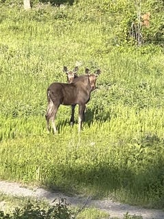 /international/us/3975-suzy-drive-wolf-creek-mt-110100675509/