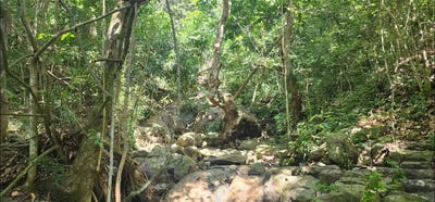 /international/us/carr-412-km-4-8-calle-pascual-nieves-bo-calvache-rincon-pr-110103603377/