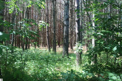 /international/us/00-stone-circle-drive-kewadin-mi-110109804084/