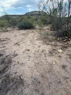 /international/us/cactus-rose-lane-ozona-tx-110101839810/