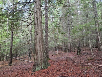 /international/us/elk-heights-lane-lot-a-4-heron-mt-110098433811/?lang=pt