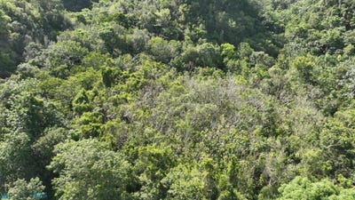 /international/us/hato-viejo-arecibo-pr-110119712484/