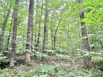 /international/us/445-powder-house-rd-craigsville-wv-110100393266/