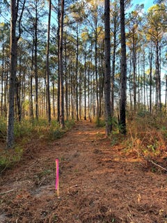 /international/us/13-6-acres-springhill-rd-poplarville-ms-110104996649/