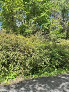 /international/us/elkins-avenue-kingwood-wv-110108552225/