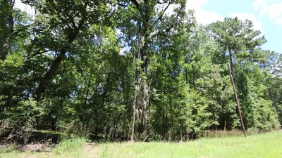 /international/us/28411-county-road-374-broaddus-tx-110106562020/