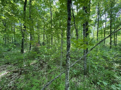 /international/us/160-acres-mead-logging-crystal-falls-mi-110099480201/?lang=en