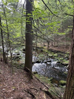/international/us/5-bog-brook-loop-west-paris-me-110107401331/