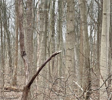 /international/us/maple-avenue-boardman-oh-110106120910/