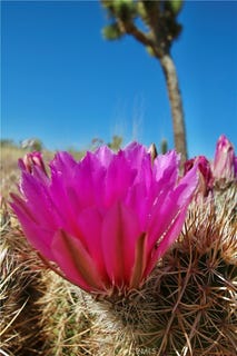/international/us/49-aberdeen-yucca-valley-ca-110108392031/