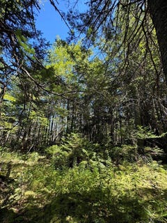 /international/us/lot-27-lively-brook-acres-whiting-me-110108886364/