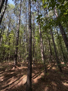 /international/us/bear-creek-road-duncanville-al-110120672799/
