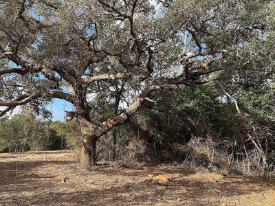 /international/us/000-loose-cow-road-garwood-tx-110104076263/