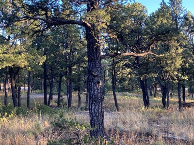 /international/us/3-dancing-hawk-drive-pecos-nm-110080181335/